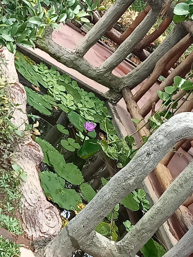 Sigiriya Nature View Home Stay Exterior foto