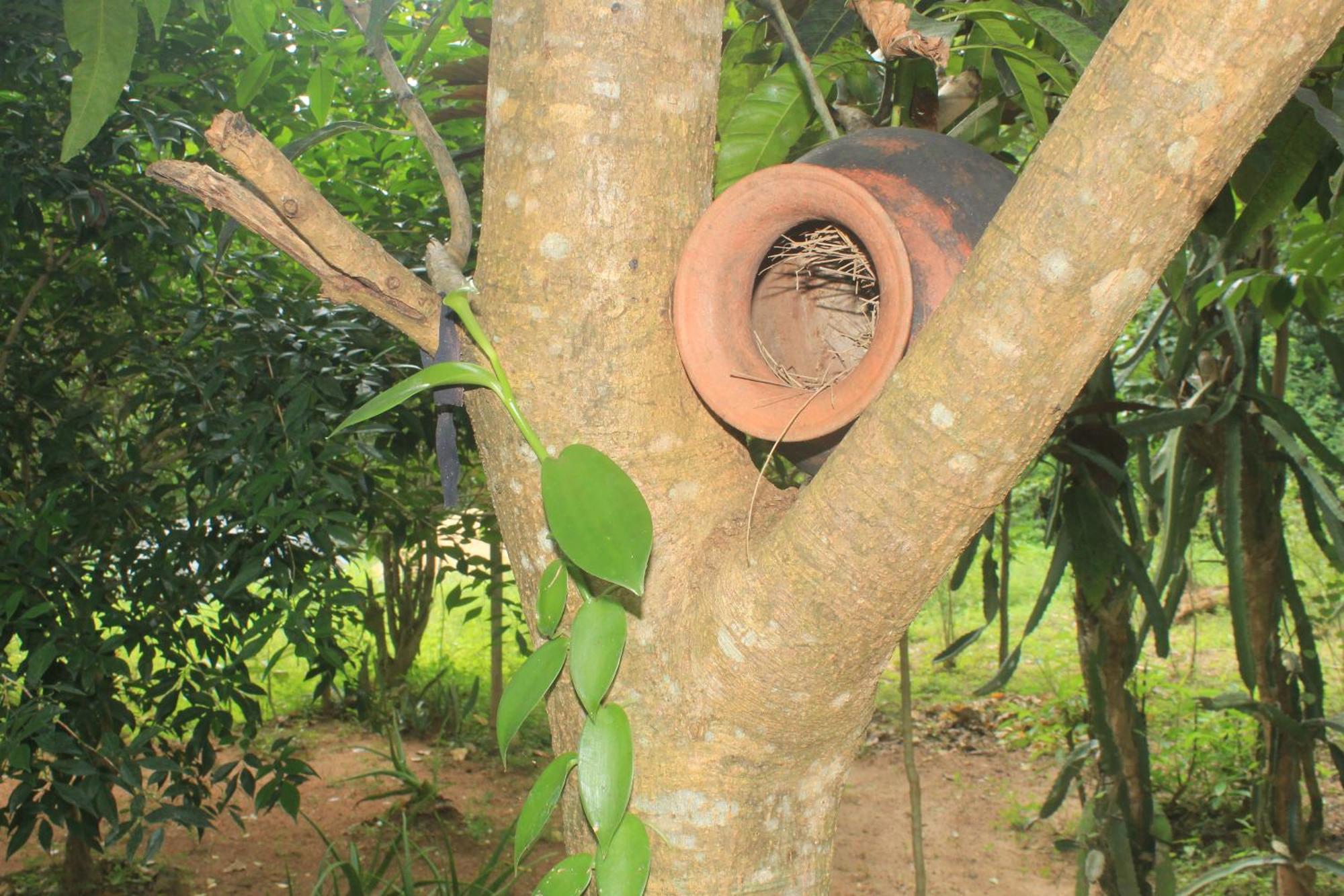 Sigiriya Nature View Home Stay Exterior foto